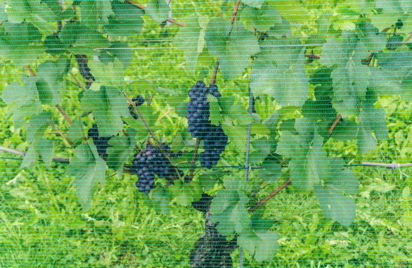 Grape Protect