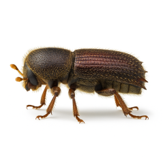 Feromon na lýkožrouta šestizubého (Ips sexdentatus)