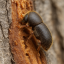 Feromon na lýkožrouta dvojhrotého (Ips duplicatus)