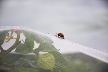 Ochrana před škůdci