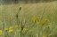 DROSOTIS 8/6